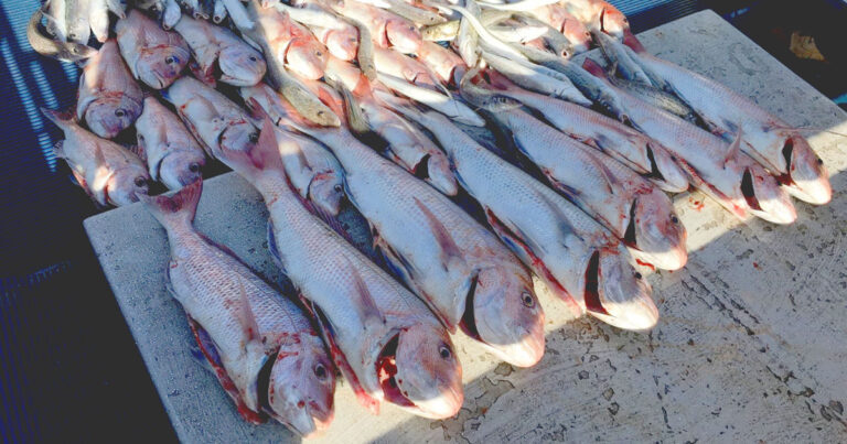 Catching Snapper: Balgowan Fishing Charters Remembers